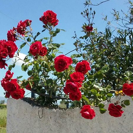 Country House L'Ippocastano Altavilla Silentina Luaran gambar