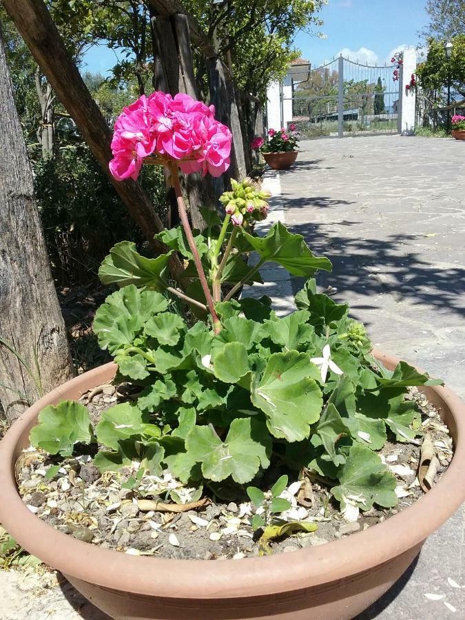 Country House L'Ippocastano Altavilla Silentina Luaran gambar