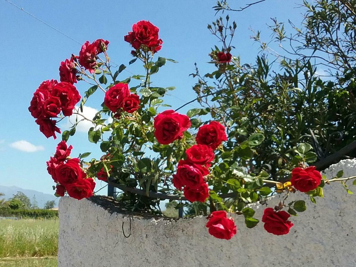Country House L'Ippocastano Altavilla Silentina Luaran gambar